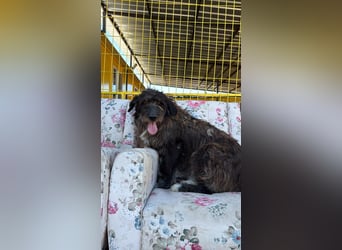 Fuzzy sucht sein Für-immer-Zuhause oder eine Pflegestelle