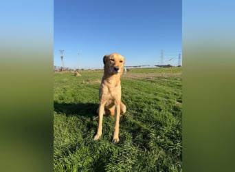 Donna sucht liebevolles Zuhause
