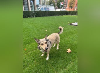 Wundervolle Pamuk sucht ein Zuhause