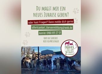 Pamuk sucht ein Zuhause oder eine Pflegestelle