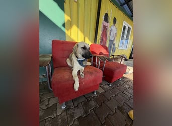 Handicap Hündin Smartie sucht ein Zuhause oder eine Pflegestelle