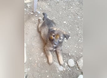 AKELA zuckesüsse Hummel. Der ideale Familienhund