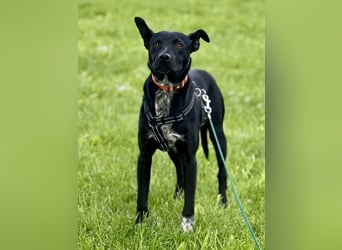 Süßer,  rundum lieber Hundejunge, 7Mon., gepflegt, stubenrein