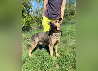 Unkomplizierter, verspielter Mischlingsrüde, ca. 2,5Jahre, 50cm, kastriert