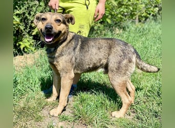 Unkomplizierter, verspielter Mischlingsrüde, ca. 2,5Jahre, 50cm, kastriert