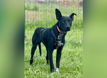 Süßer,  rundum lieber Hundejunge, 7Mon., gepflegt, stubenrein