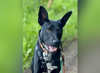 Süßer,  rundum lieber Hundejunge, 7Mon., gepflegt, stubenrein