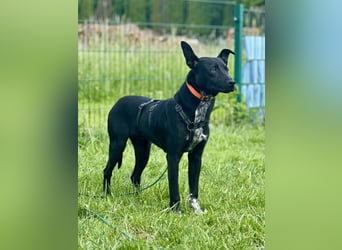 Süßer,  rundum lieber Hundejunge, 7Mon., gepflegt, stubenrein