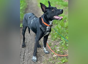 Süßer,  rundum lieber Hundejunge, 7Mon., gepflegt, stubenrein