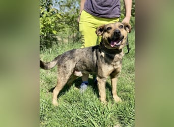 Unkomplizierter, verspielter Mischlingsrüde, ca. 2,5Jahre, 50cm, kastriert
