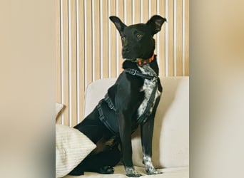 Süßer,  rundum lieber Hundejunge, 7Mon., gepflegt, stubenrein