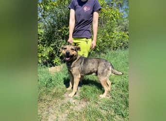Unkomplizierter, verspielter Mischlingsrüde, ca. 2,5Jahre, 50cm, kastriert