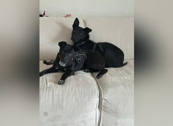 Süßer,  rundum lieber Hundejunge, 7Mon., gepflegt, stubenrein