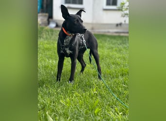 Süßer,  rundum lieber Hundejunge, 7Mon., gepflegt, stubenrein