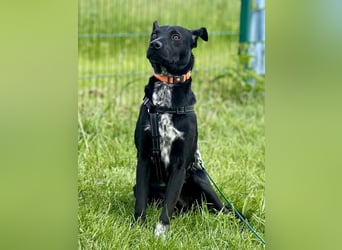 Süßer,  rundum lieber Hundejunge, 7Mon., gepflegt, stubenrein