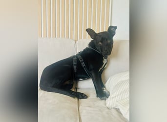 Süßer,  rundum lieber Hundejunge, 7Mon., gepflegt, stubenrein