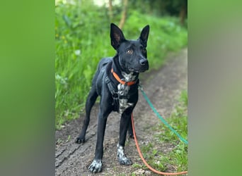 Süßer,  rundum lieber Hundejunge, 7Mon., gepflegt, stubenrein