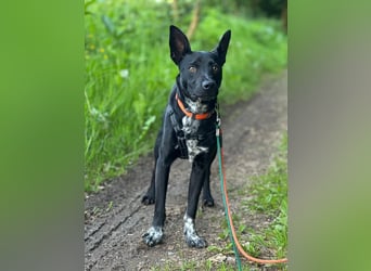 Süßer,  rundum lieber Hundejunge, 7Mon., gepflegt, stubenrein