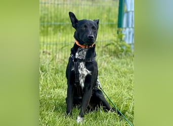 Süßer,  rundum lieber Hundejunge, 7Mon., gepflegt, stubenrein