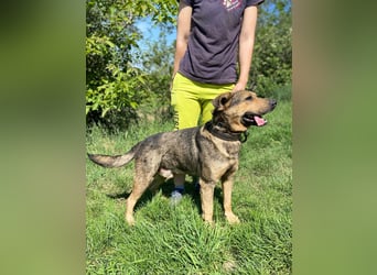 Unkomplizierter, verspielter Mischlingsrüde, ca. 2,5Jahre, 50cm, kastriert