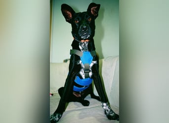 Süßer,  rundum lieber Hundejunge, 7Mon., gepflegt, stubenrein