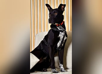 Süßer,  rundum lieber Hundejunge, 7Mon., gepflegt, stubenrein