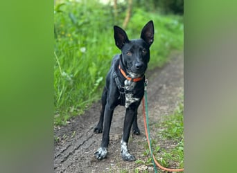 Süßer,  rundum lieber Hundejunge, 7Mon., gepflegt, stubenrein