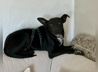 Süßer,  rundum lieber Hundejunge, 7Mon., gepflegt, stubenrein