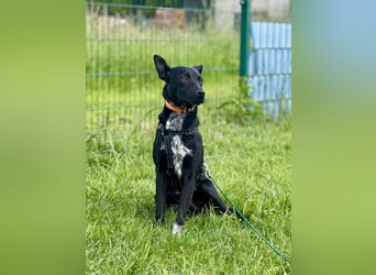 Süßer,  rundum lieber Hundejunge, 7Mon., gepflegt, stubenrein