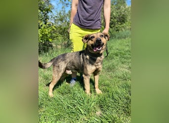 Unkomplizierter, verspielter Mischlingsrüde, ca. 2,5Jahre, 50cm, kastriert