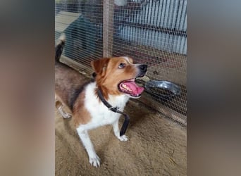 Mirko wünscht sich ein aktives Zuhause