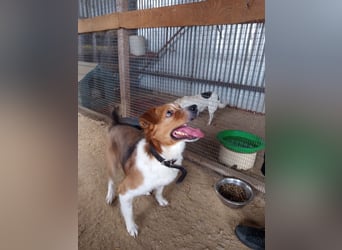 Mirko wünscht sich ein aktives Zuhause