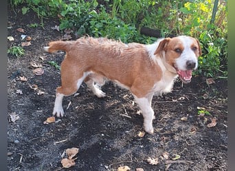 Terrier-Mix Max, ein junger, aktiver Bursche, auf der Suche nach seinen Lieblingsmenschen