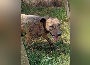 Lucky – verschmuster Herzenshund sucht endlich seine Menschen