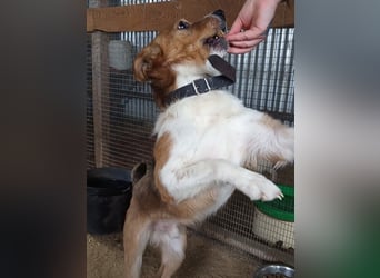 Mirko wünscht sich ein aktives Zuhause