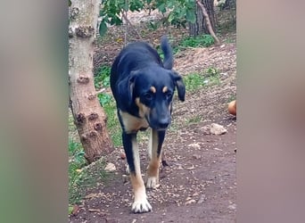 Lucy – die schüchterne Herzenshündin sucht Menschen, die ihr Zeit zum Vertrauen schenken