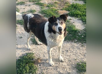 Leo – 10-jähriger Herzenshund sucht ein liebevolles Zuhause für seinen Lebensabend