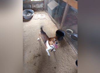 Mirko wünscht sich ein aktives Zuhause