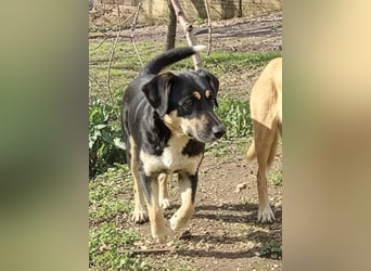 Lucy – die schüchterne Herzenshündin sucht Menschen, die ihr Zeit zum Vertrauen schenken