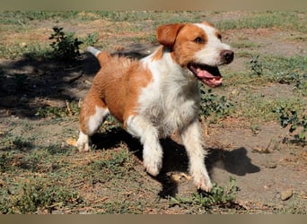 Terrier-Mix Max, ein junger, aktiver Bursche, auf der Suche nach seinen Lieblingsmenschen
