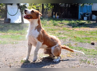 Terrier-Mix Max, ein junger, aktiver Bursche, auf der Suche nach seinen Lieblingsmenschen