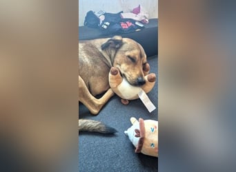 Cremino – lieber Herzenshund sucht verständnisvolle Menschen für einen Neustart