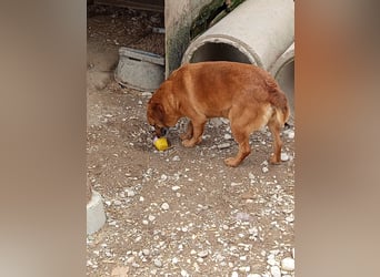 Lara wartet auf ihr Forever Home