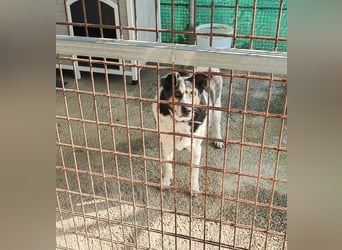 Leo – 10-jähriger Herzenshund sucht ein liebevolles Zuhause für seinen Lebensabend