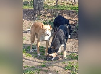 Lucy – die schüchterne Herzenshündin sucht Menschen, die ihr Zeit zum Vertrauen schenken