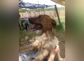 Lucky – verschmuster Herzenshund sucht endlich seine Menschen
