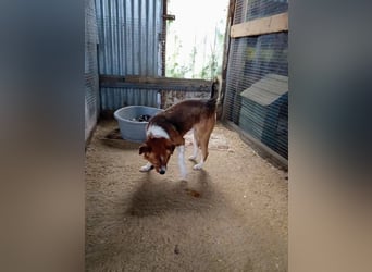 Mirko wünscht sich ein aktives Zuhause