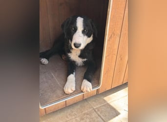 Leotie – kleine Rennmaus mit Border-Collie-Power