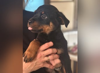 Vito – verspielter Schmusebär auf der Suche nach seiner Familie