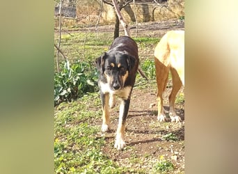 Lucy – die schüchterne Herzenshündin sucht Menschen, die ihr Zeit zum Vertrauen schenken